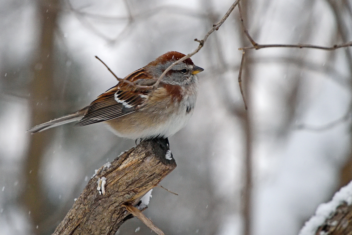 tree-sparrow-82215.jpg