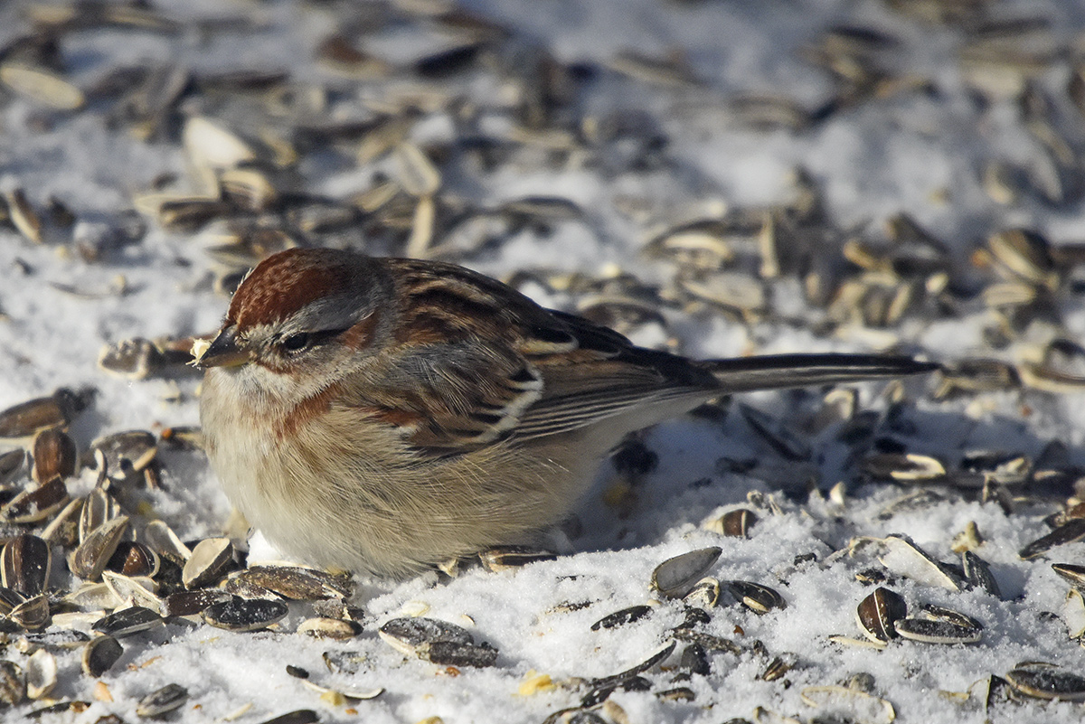 Sparrow-82354.jpg