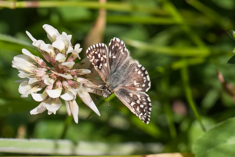 Aardbeivlinder - Pyrgus malvae