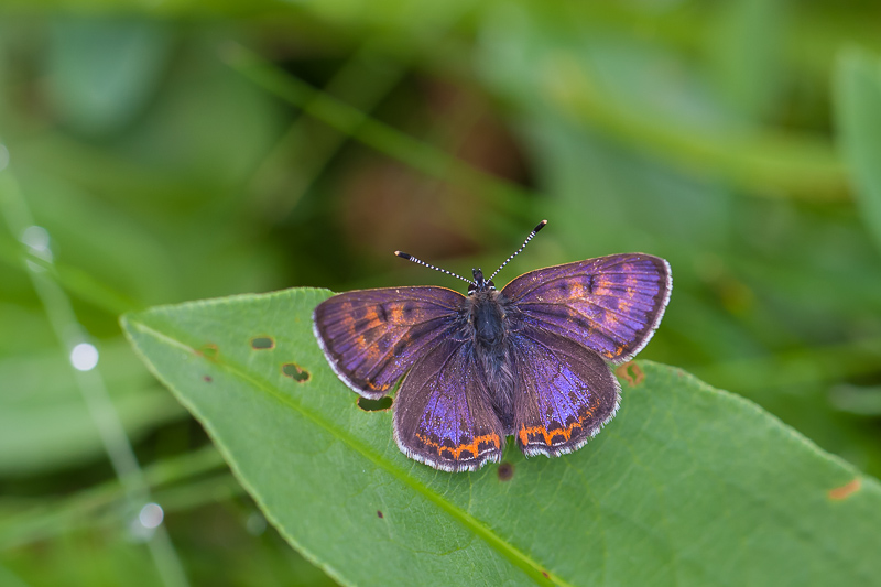 Blauwe vuurvlinder - Lycaena helle