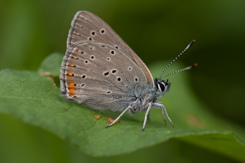 Rode vuurvlinder - Lycaena hippothoe