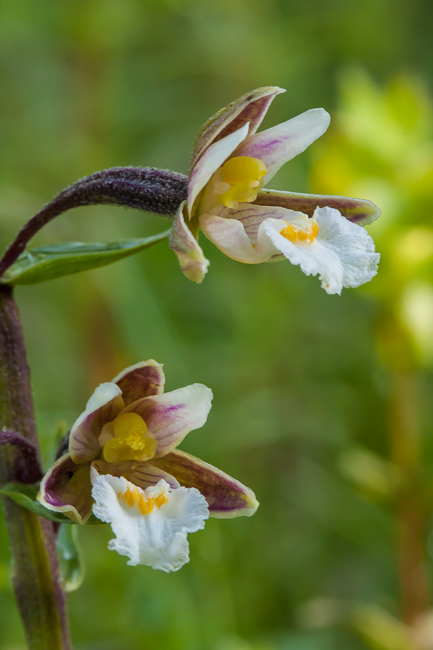 Moeraswespenorchis - Epipactis palustris
