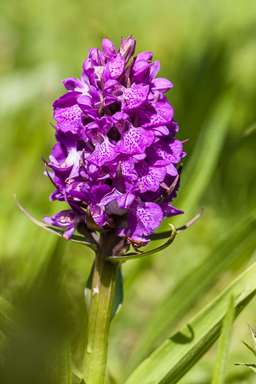Rietorchis - Dactylorhiza majalis sp praetermissa