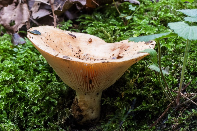 Fijngegordelde melkzwam - Lactarius insulsus