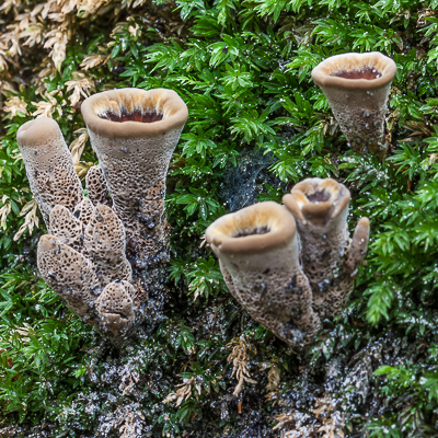 Echte tolzwam - Coltricia perennis