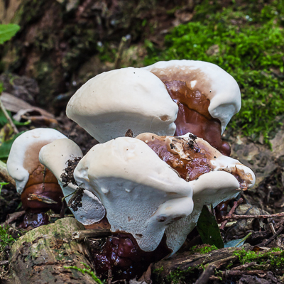 Harslakzwam - Ganoderma resinaceum