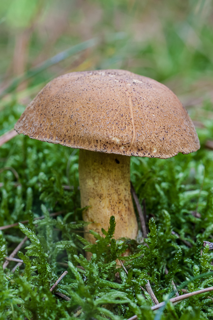 Fijnschubbige boleet - Suillus variegatus