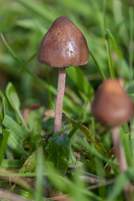 Spitse vlekplaat - Panaeolus acuminatus