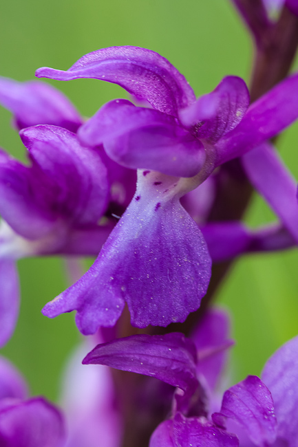 Mannetjesorchis - Orchis mascula