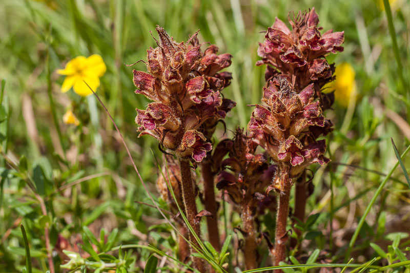 Bremraap - Orobanche minor