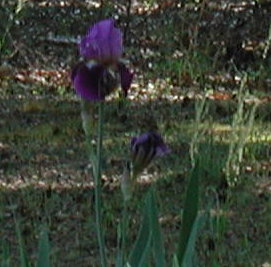 Iris in bloom.JPG