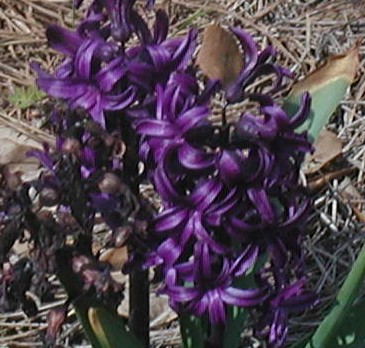 dark purple hyacinths 3-13-05.jpg