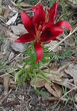 dark red lily bloom.jpg