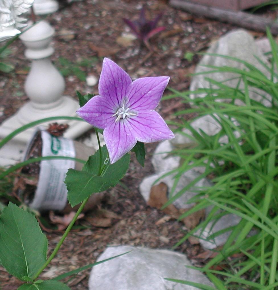 balloon flower.jpg