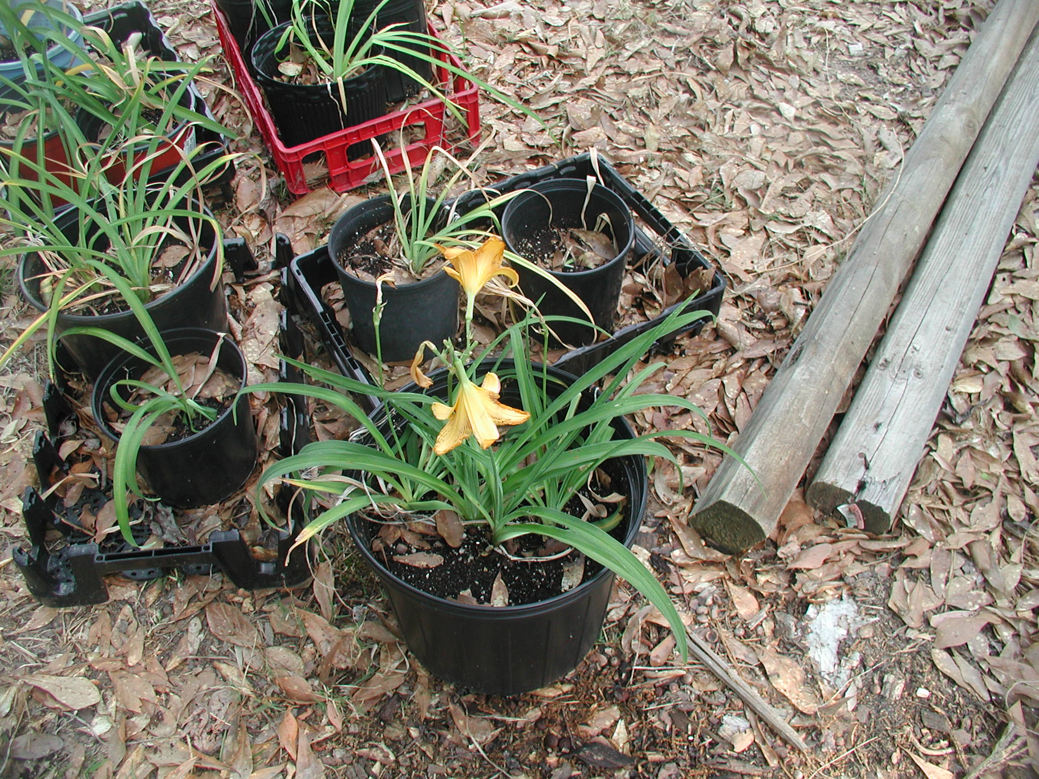 jack yard flowerbed 2007 010.JPG