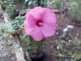 new perennial hibiscus.jpg