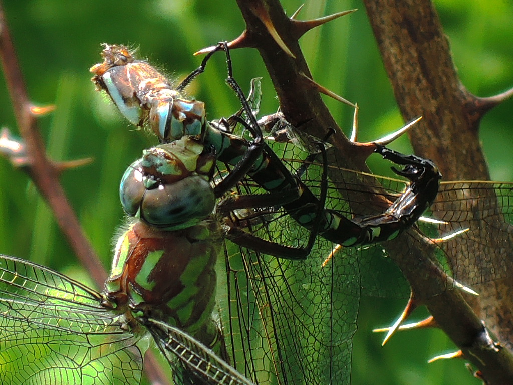 RSCN2610.JPG