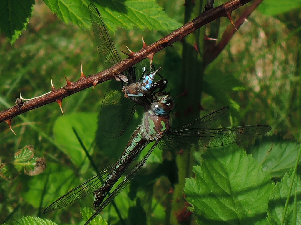 RSCN2615.JPG
