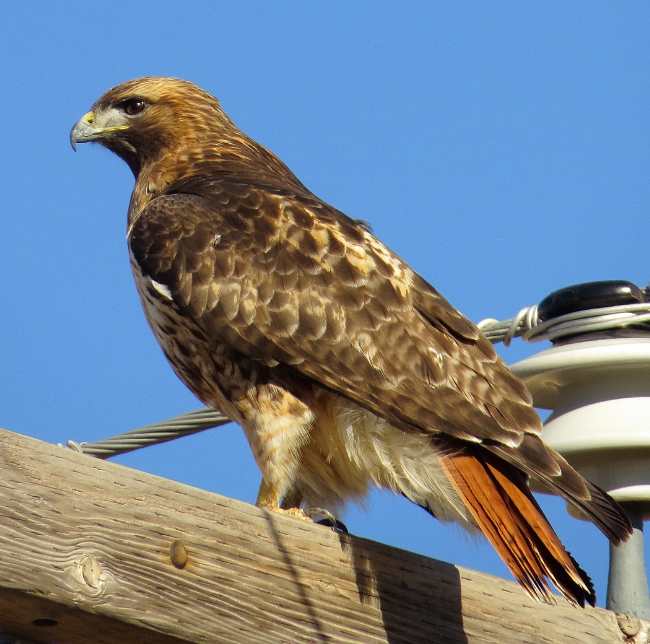 Red-Tailed Hawk