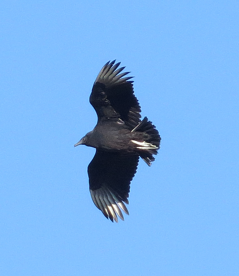 Black Vulture
