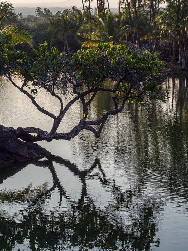 Fish ponds