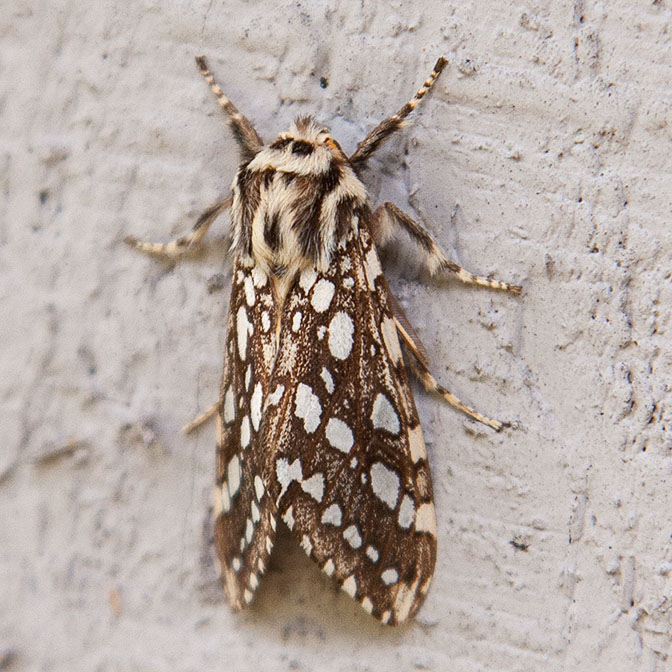 8209 Silver-spotted Tiger Moth (Lophocampa argentata)