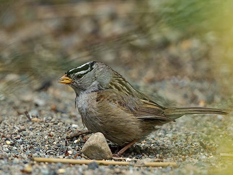Odd Looking White-crowned Sparrow