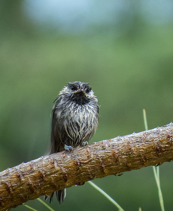 Black-capped Chickadee fledgling