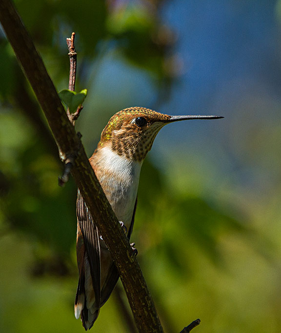 Rufous Hummingbird juvenile