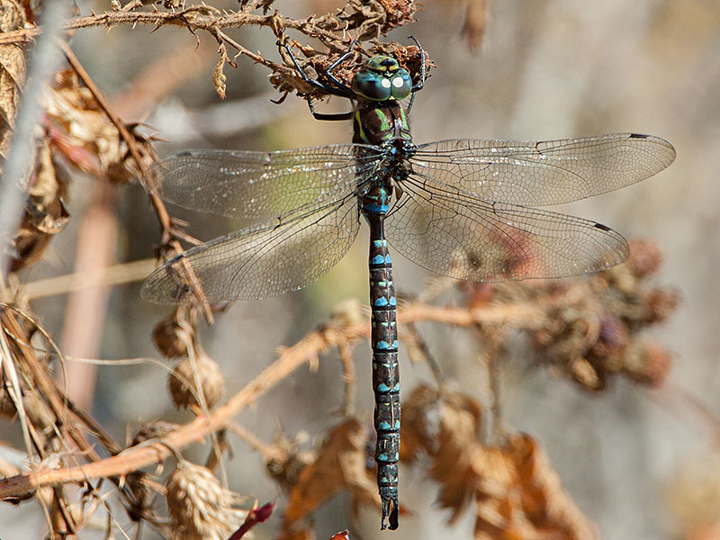 Shadow Darner