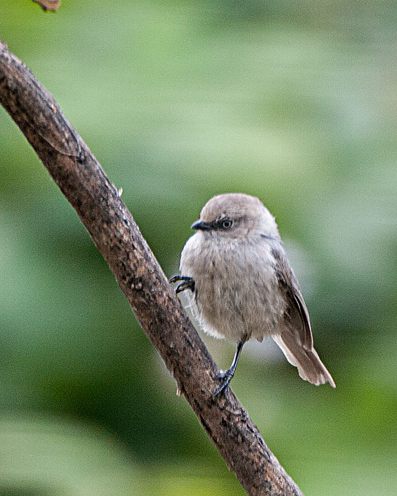 Bushtit