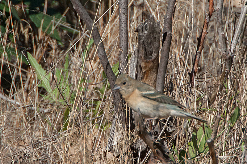 Lazuli Bunting