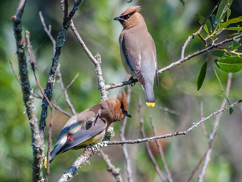 Cedar Waxwing