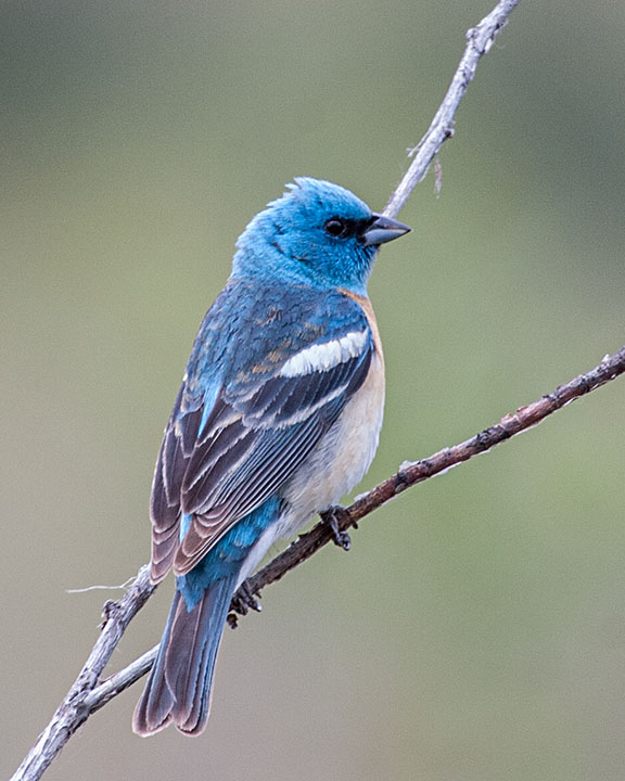 Lazuli Bunting