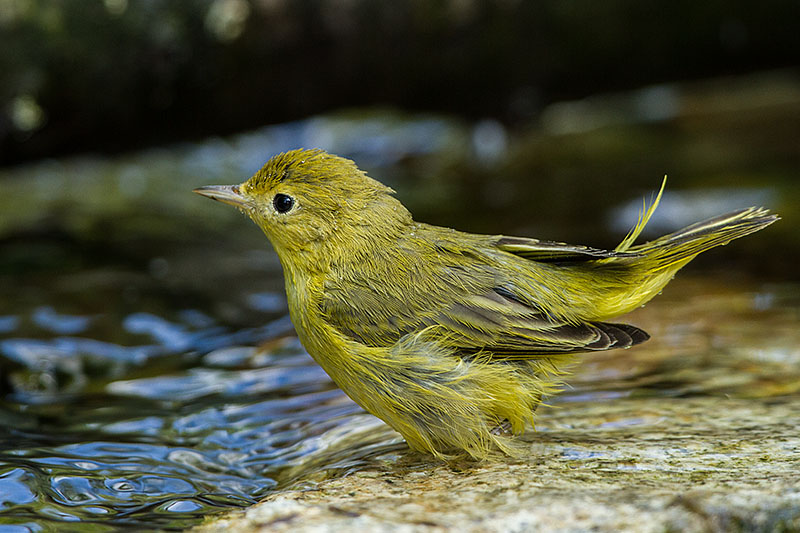 Yellow Warbler