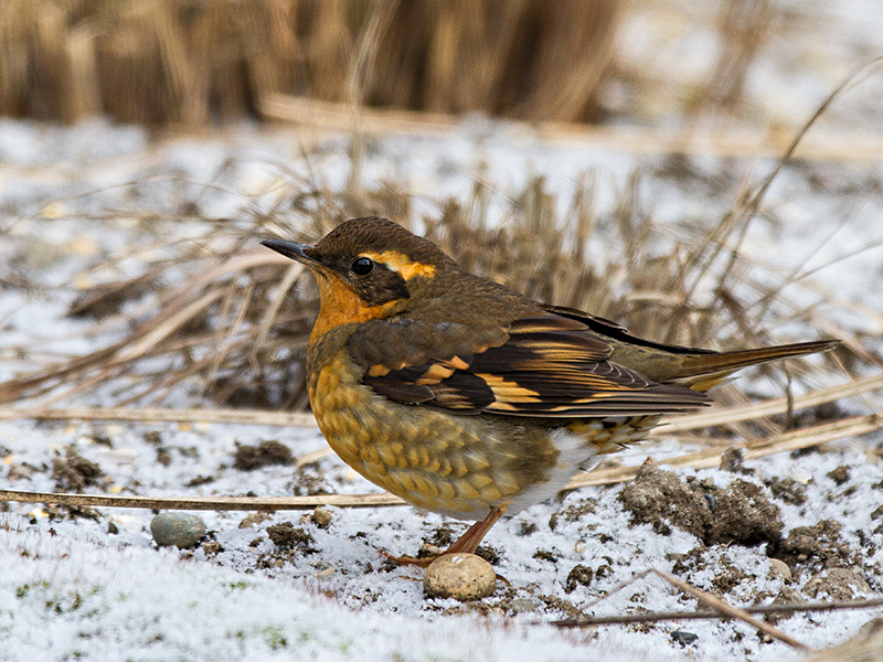 Varied Thrush female