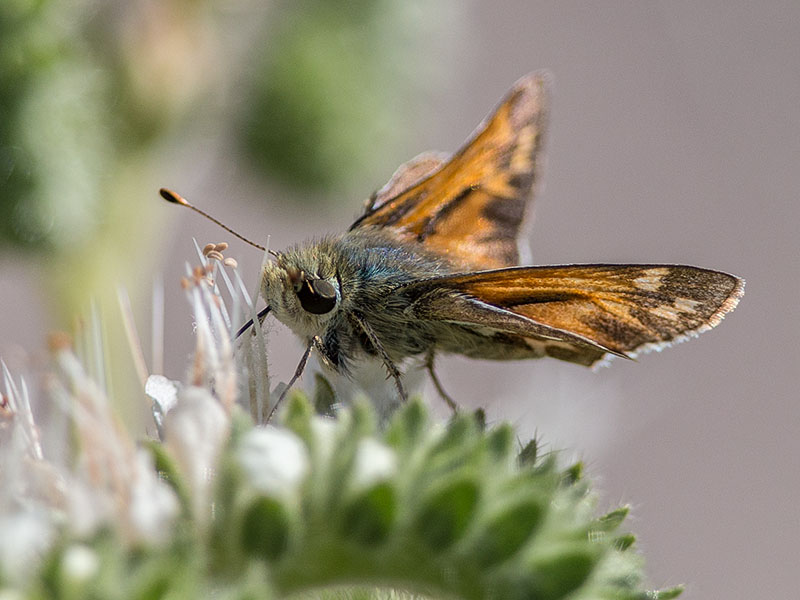 Idaho Branded Skipper