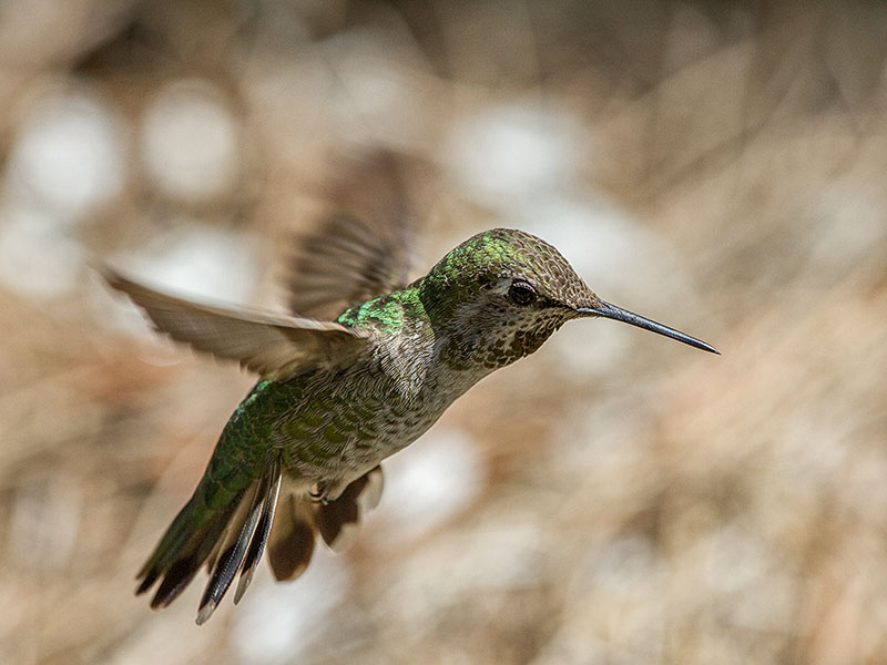 Annas Hummingbird female