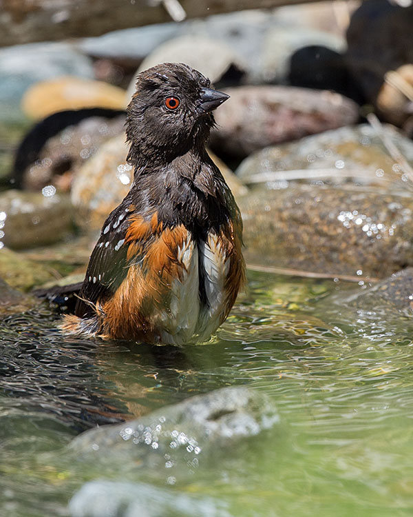 Spotted Towhee