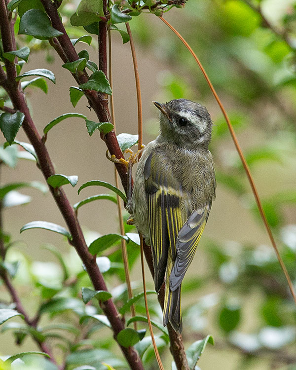 Golden-crowned Kinglet juvenile