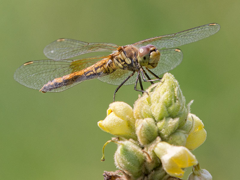 Band-winged Meadowhawk female