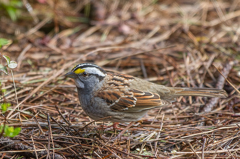 White-throated Sparrow