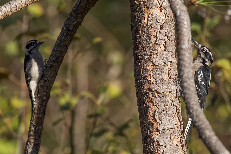 Downy and Hairy Woodpeckers females