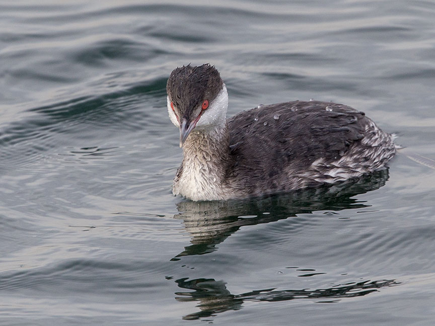 Horned Grebe