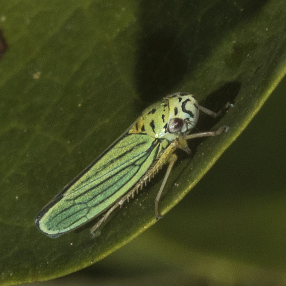 (Hordnia atropunctata) Blue-green Sharpshooter