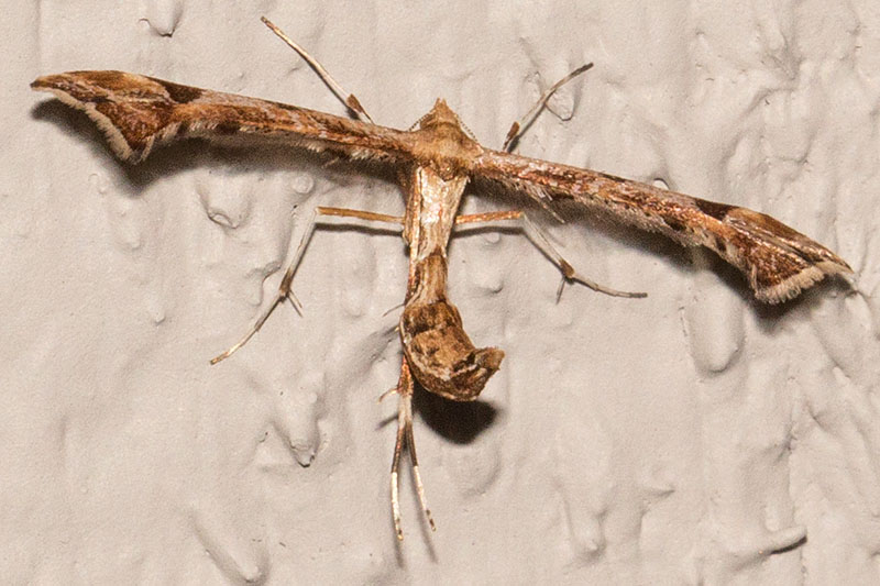 6109 Artichoke Plume Moth (Platyptilia carduidactylus)