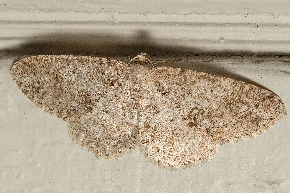 6618 Western Carpet (Melanolophia imitata)