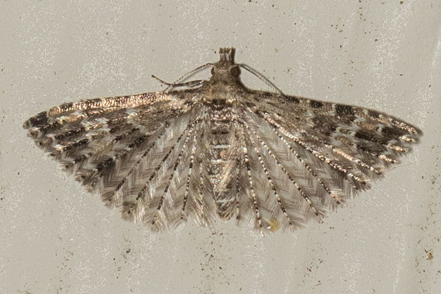 2313 Montana Six-plume Moth (Alucita montana)
