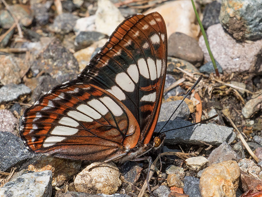 4525 Lorquins Admiral (Limenitis lorquini)