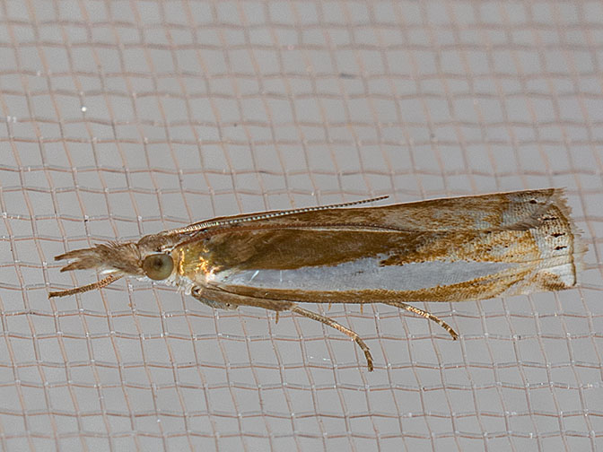 5357 Leachs Grass-veneer (Crambus leachellus)
